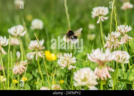 Bourdon à queue buff (Bombus terrestris) se nourrissant de fleurs de trèfle (Trifolium), Monmouthshire, pays de Galles, Royaume-Uni. Juin. Banque D'Images