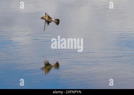 Sand Martin (Riparia riparia) en vol attrapant des insectes au-dessus de la rivière Madison, Montana, États-Unis. Mai. Banque D'Images