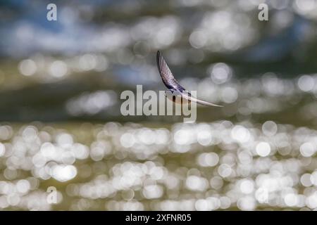 American l'hirondelle rustique (Hirundo rustica erythrogaster) attraper des insectes en vol au cours de la rivière Gallatin, le Parc National de Yellowstone, Montana, août. Banque D'Images