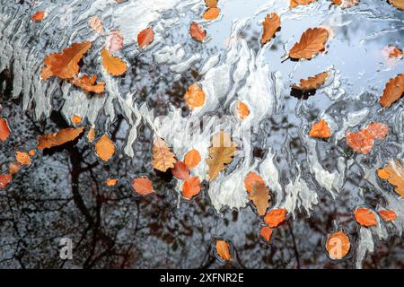 Feuilles de chêne et de hêtre aux couleurs d'automne flottant sur l'eau du ruisseau de montagne, la Hoegne / High Fenn, Ardennes, Belgique Banque D'Images