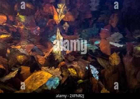 Feuilles d'automne dans un ruisseau de montagne (la Hoegne) dans les Ardennes belges, Belgique. Banque D'Images