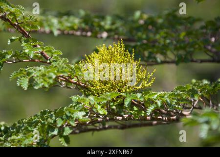 Faux gui (Misodendrum punctulatum) poussant sur du hêtre austral (Nothofagus sp). Parc national de Los Alerces, site du patrimoine mondial de l'UNESCO, Argentine. Banque D'Images