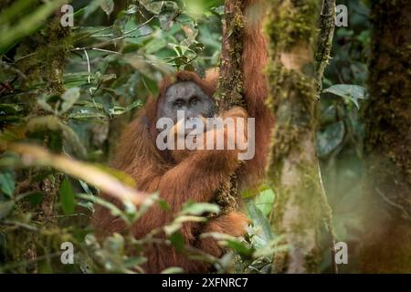 Tapanuli Orang-outan (Pongo tapanuliensis) portrait de 'Togos' mâle, Batang Toru, Sumatra du Nord, Indonésie. Il s'agit d'une espèce d'orang-outan nouvellement identifiée, limitée aux forêts de Batang Toru dans le nord de Sumatra avec une population d'environ 800 individus. Banque D'Images