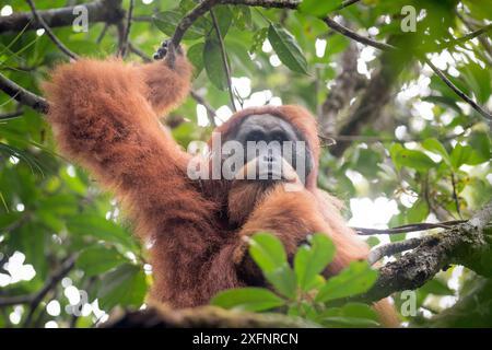 Tapanuliensis Tapanuli Orangutan (Pongo) Portrait d'homme, Batang Toru, Nord de Sumatra, en Indonésie. Il s'agit d'une espèce nouvellement identifiés de l'orang-outan, limitée à la Batang Toru forêts dans le Nord de Sumatra est avec une population d'environ 800 personnes. Banque D'Images