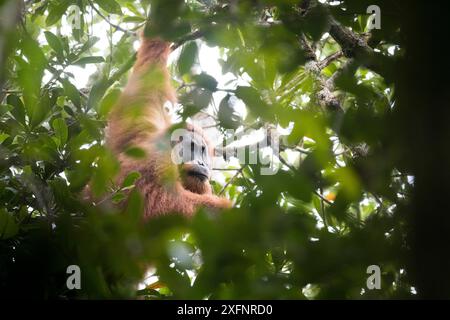 Tapanuliensis Tapanuli Orangutan (Pongo) Portrait d'homme, Batang Toru, Nord de Sumatra, en Indonésie. Il s'agit d'une espèce nouvellement identifiés de l'orang-outan, limitée à la Batang Toru forêts dans le Nord de Sumatra est avec une population d'environ 800 personnes. Banque D'Images