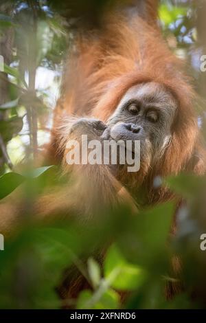 Portrait de Tapanuli Orang-outan (Pongo tapanuliensis), Batang Toru, Sumatra du Nord, Indonésie. Il s'agit d'une espèce d'orang-outan nouvellement identifiée, limitée aux forêts de Batang Toru dans le nord de Sumatra avec une population d'environ 800 individus. Banque D'Images