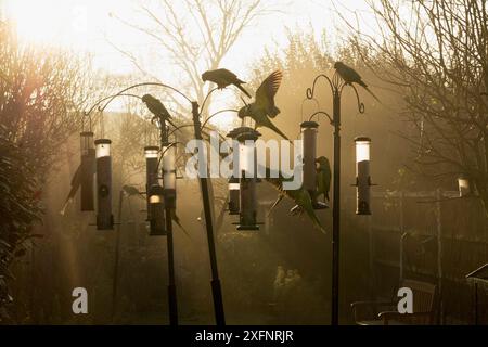 Perruche à anneaux de rose / à cou annulaire (Psittacula krameri) sur les mangeoires d'oiseaux dans le jardin urbain tôt le matin, Londres, Royaume-Uni. Janvier. Banque D'Images