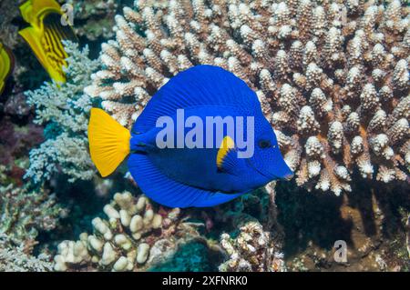 Poisson-chirurgien à queue jaune (Zebrasoma xanthurum), mer Rouge, Égypte. Janvier. Banque D'Images