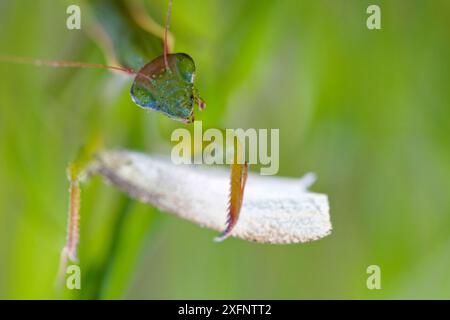 Mante priante européenne (Mantis religiosa), avec une proie papillon blanc (Leptidea sp.), Isère, France, octobre. Banque D'Images