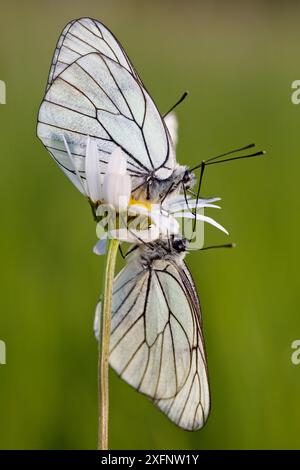 Groupe de papillons blancs à veines noires (Aporia crataegi) juste après l'émergence, Hérault, France, mai. Banque D'Images