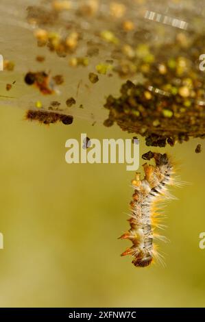 chenille processionnaire de pin (Thaumetopoea pityocampa) suspendue à sa tente de soie, Alpes-de-haute-Provence, France, février. Banque D'Images