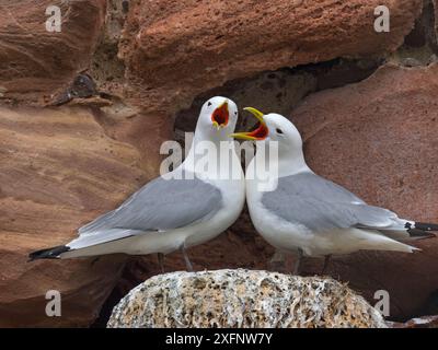 Liaison de paires de kittiwakes à pattes noires (Rissa tridactyla) dans une colonie de nidification sur la corniche du château de Dunbar, East Lothian, Écosse, Royaume-Uni. Banque D'Images