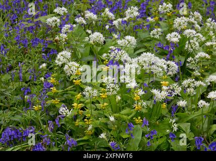 Ramsons (Allium ursinum) poussant parmi les archanges jaunes (Lamium galeobdolon) dans les bois, Norfolk, Angleterre, Royaume-Uni, mai. Banque D'Images