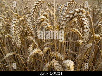 Récolte de blé mûr (Triticum aestivum) au moment de la récolte, Norfolk, Angleterre, Royaume-Uni. Août. Banque D'Images