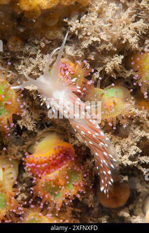 Scarlet Lady nudibranch (Flabellina browni) Sark, Îles Anglo-Normandes, juillet. Banque D'Images