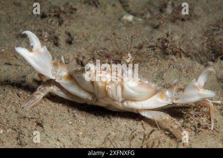 Crabe marbré nageant (Liocarcinus marmoreus) Jersey, îles Anglo-Normandes britanniques, juin. Banque D'Images