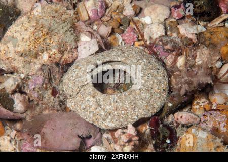 Masse d'oeuf de coquille de collier (Euspira catena) Jersey, îles Anglo-Normandes, juin 2015 Banque D'Images