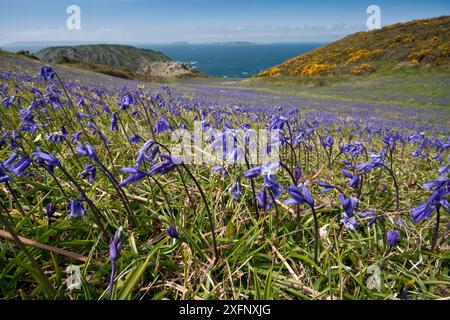 Bluebells (Hyacinthoides non-scripta), Sark, Îles Anglo-Normandes, mai. Banque D'Images