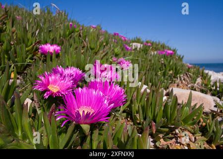 Figue de Hottentot (Carpobrotus edulis) Aurigny, Îles Anglo-Normandes, mai. Banque D'Images