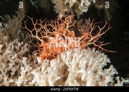 Étoile à panier (Gogonocepahlus caputmedusae) sur le récif corallien en eau profonde (Lophelia pertusa) Trondheimsfjord, Norvège, juillet. Banque D'Images