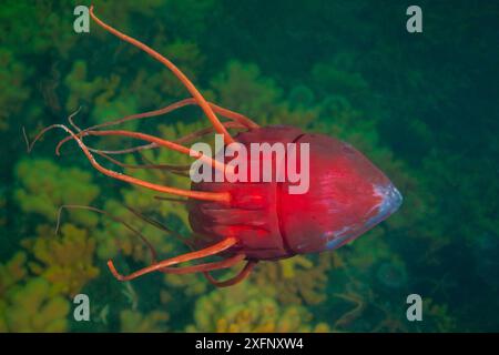 Deep Sea jellyfish (Periphylla periphylla), Trondheimsfjord, Norvège, juillet. Banque D'Images