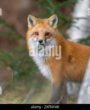 Le renard roux (Vulpes vulpes). L'Acadia National Park, Maine, USA. Banque D'Images