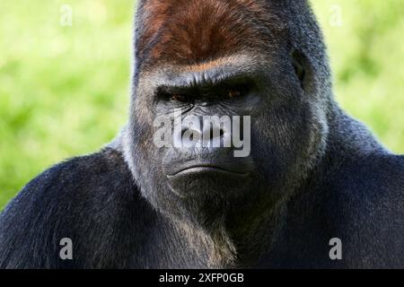 Portrait mâle de gorille des basses terres de l'ouest (Gorilla Gorilla Gorilla) dos argenté, captif, Zoo de Beauval, France Banque D'Images