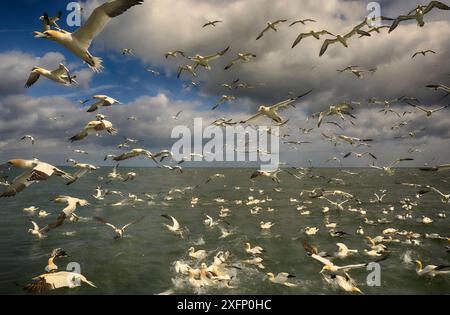 Troupeau de Gannet (Morus bassanus) se nourrissant de Bempton Cliffs, Yorkshire, Angleterre, Royaume-Uni, juin. Banque D'Images