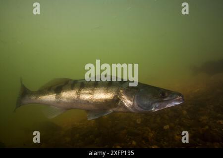 Pike-perche (Sander lucioperca) Tarn River, France, juin. Banque D'Images