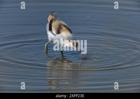 Jeune pied avocet (Recurvirostra avosetta) dans l'eau, Marais Breton, Vendée, France. Mai. Banque D'Images