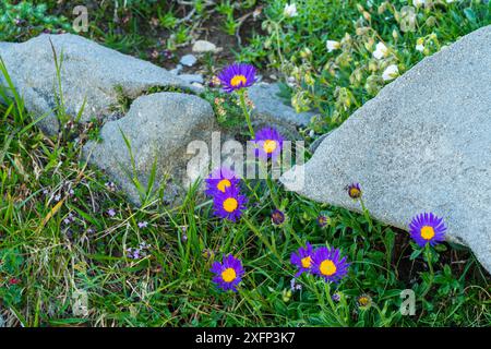 fleabane bleu (Erigeron Acer) poussant près de la chaussée calcaire, Parc National Ordesa y Monte Perdido, Pyrénées, Aragon, Espagne, juillet. Banque D'Images