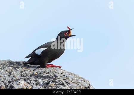 guillemot noir (Cepphus grylle) alimentation, Foula, îles Shetland, Écosse, août. Banque D'Images