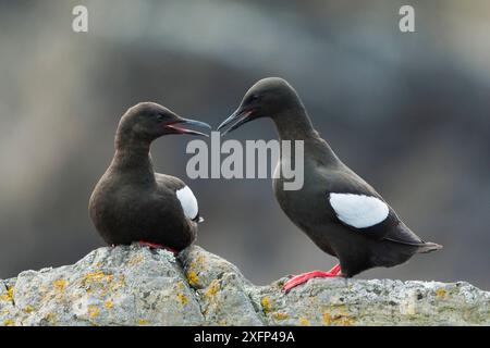 Deux guillemots noirs (Cepphus grylle) interagissant, appelant, Foula Shetland Islands, Écosse Banque D'Images