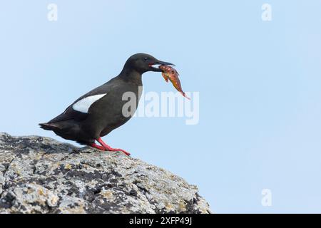 guillemot noir (Cepphus grylle) alimentation, Foula, îles Shetland, Écosse, août. Banque D'Images