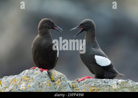 Deux guillemots noirs (Cepphus grylle) interagissant, appelant, Foula Shetland Islands, Écosse Banque D'Images