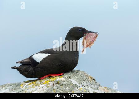 guillemot noir (Cepphus grylle) alimentation, Foula, îles Shetland, Écosse, août. Banque D'Images