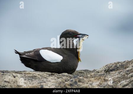 guillemot noir (Cepphus grylle) alimentation, Foula, îles Shetland, Écosse, août. Banque D'Images