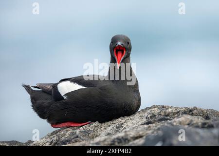 Black guillemot (Cepphus grylle) vocalisant, Foula, îles Shetland, Écosse, août., août. Banque D'Images