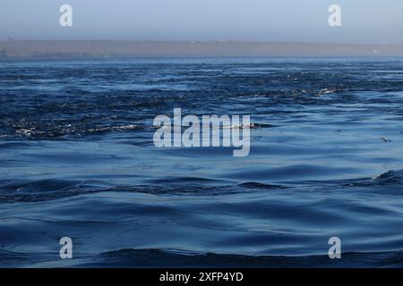 Vagues formées par le courant de marée dans le Pentland Firth, Nord de l'Écosse, Royaume-Uni, mars 2016. Banque D'Images