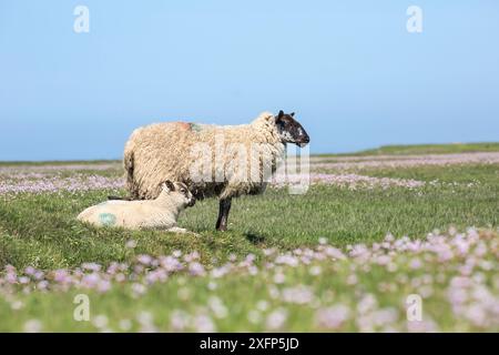 Mouton des marais salés, brebis avec agneau, péninsule de Gower, Glamorgan, pays de Galles du Sud, Royaume-Uni, juin. Banque D'Images