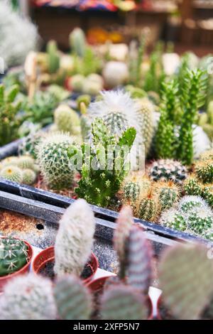 Une variété vibrante de cactus exposés dans des pots dans un centre de jardin coloré. Banque D'Images