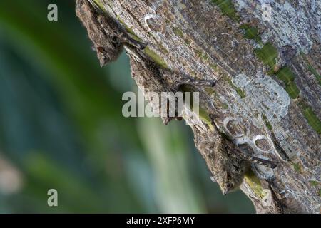 Chauve-souris à proboscis (Rhynchonycteris naso) sur arbre, Parc national de Madidi, Bolivie Banque D'Images