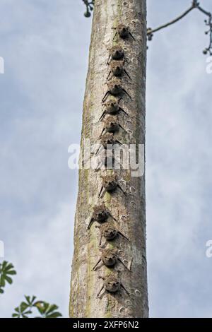 Groupe de chauves-souris proboscis (Rhynchonycteris naso) perché sur un arbre, Parc national de Madidi, Bolivie Banque D'Images