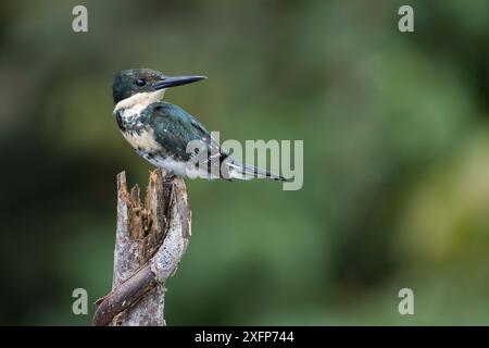 Femelle de kingfisher vert (Chloroceryle americana), Parc national de Madidi, Bolivie Banque D'Images