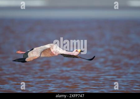 Flamant rose de James (Phoenicoparrus jamesi) survolant Laguna Colorada / Reserva Eduardo Avaroa, Altiplano, Bolivie Banque D'Images
