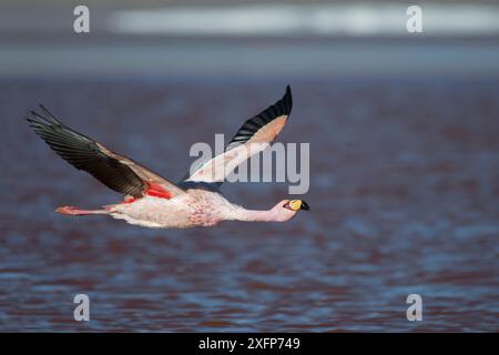 Flamant rose de James (Phoenicoparrus jamesi) survolant en vol, Laguna Colorada, Reserva Eduardo Avaroa, Altiplano, Bolivie Banque D'Images