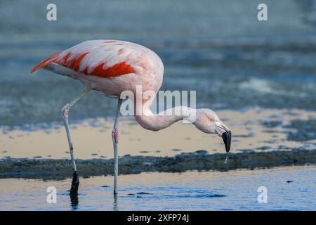 Flamant rose chilien (Phoenicopterus chilensis) Laguna Canapa, Altiplano, Bolivie Banque D'Images