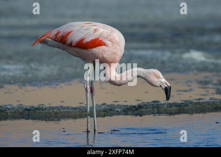 Flamant rose chilien (Phoenicopterus chilensis) Laguna Canapa, Altiplano, Bolivie Banque D'Images