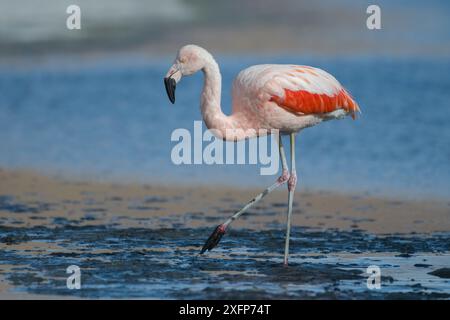 Flamant rose chilien (Phoenicopterus chilensis) Laguna Canapa, Altiplano, Bolivie Banque D'Images