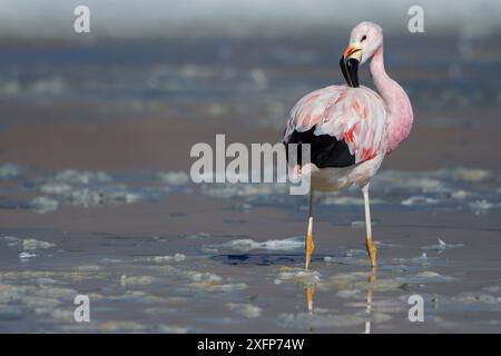 Flamant andin (Phoenicoparrus andinus) se toilettant sur la rive de Laguna Hedionda, Altiplano, Bolivie Banque D'Images